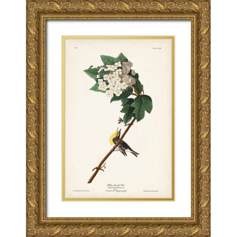 Pl. 119 Yellow-throated Vireo Gold Ornate Wood Framed Art Print with Double Matting by Audubon, John James