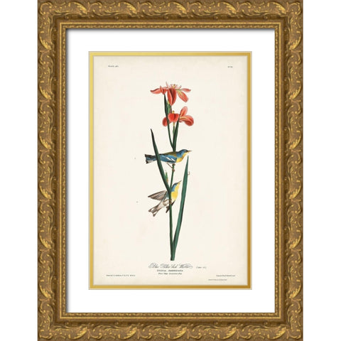 Pl. 15 Blue Yellow-back Warbler Gold Ornate Wood Framed Art Print with Double Matting by Audubon, John James