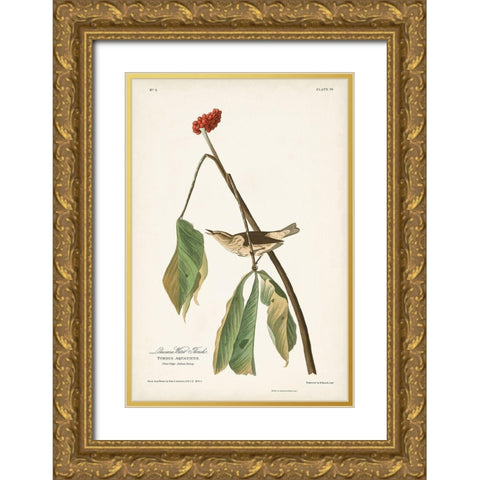 Pl. 19 Louisiana Water Thrush Gold Ornate Wood Framed Art Print with Double Matting by Audubon, John James