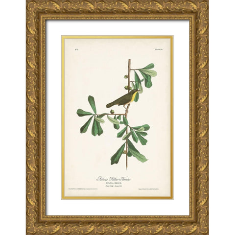 Pl. 24 Roscoes Yellow Throat Gold Ornate Wood Framed Art Print with Double Matting by Audubon, John James