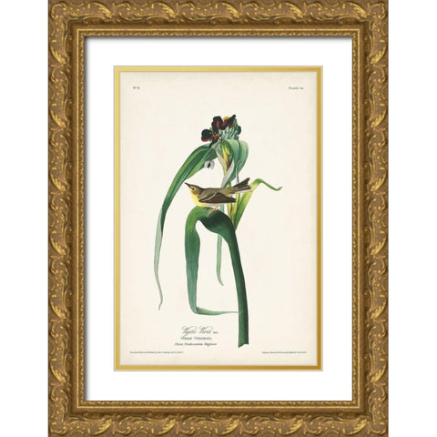 Pl. 30 Vigors Vireo Gold Ornate Wood Framed Art Print with Double Matting by Audubon, John James
