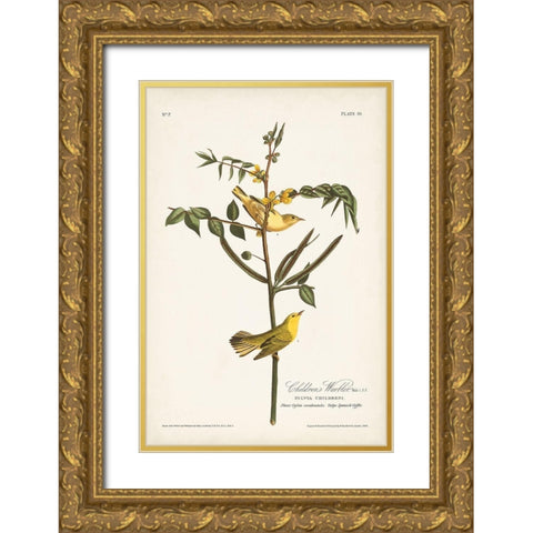 Pl. 35 Childrens Warbler Gold Ornate Wood Framed Art Print with Double Matting by Audubon, John James