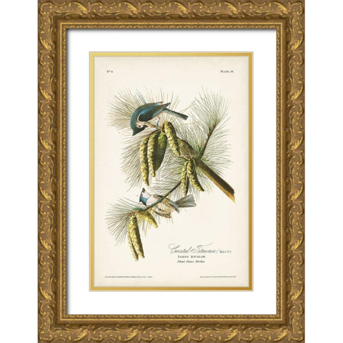 Pl. 39 Crested Titmouse Gold Ornate Wood Framed Art Print with Double Matting by Audubon, John James