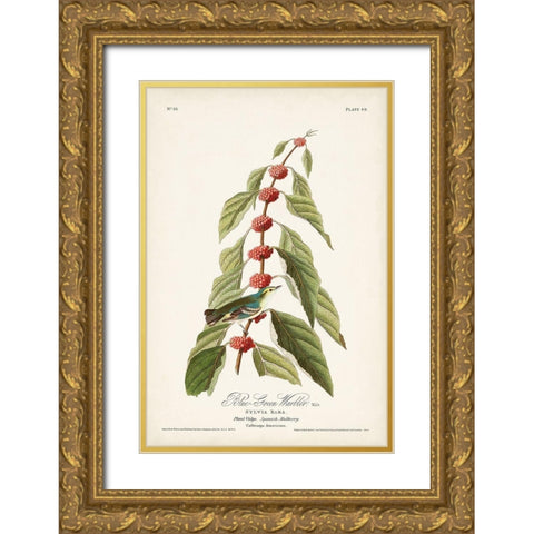 Pl. 49 Blue- Green Warbler Gold Ornate Wood Framed Art Print with Double Matting by Audubon, John James