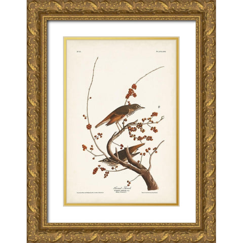 Pl. 58 Hermit Thrush Gold Ornate Wood Framed Art Print with Double Matting by Audubon, John James