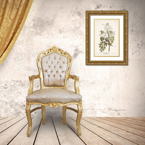 Pl. 63 White-eyed Flycatcher Gold Ornate Wood Framed Art Print with Double Matting by Audubon, John James