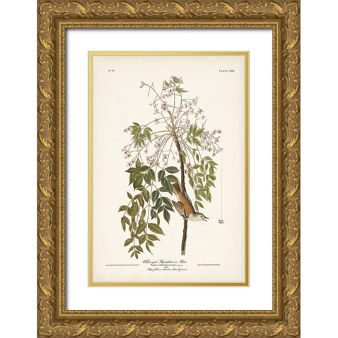 Pl. 63 White-eyed Flycatcher Gold Ornate Wood Framed Art Print with Double Matting by Audubon, John James