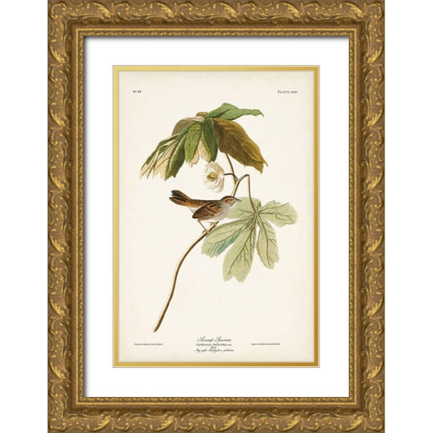 Pl. 64 Swamp Sparrow Gold Ornate Wood Framed Art Print with Double Matting by Audubon, John James