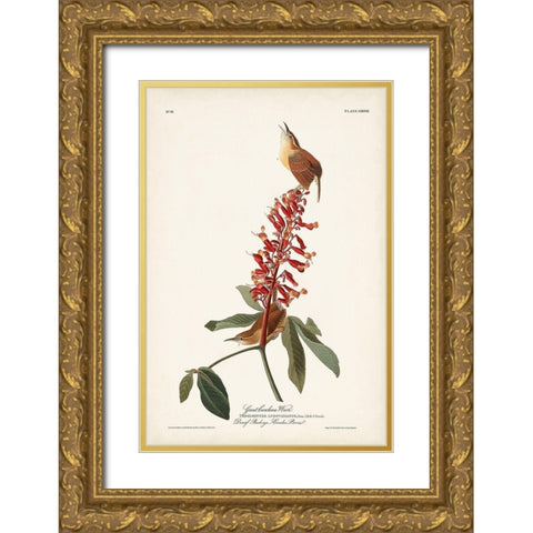 Pl. 78 Great Carolina Wren Gold Ornate Wood Framed Art Print with Double Matting by Audubon, John James