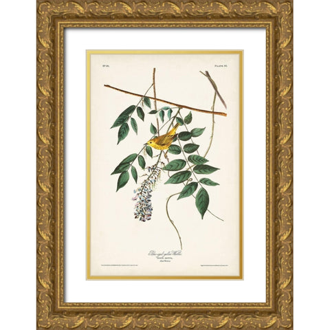 Pl. 95 Blue-eyed Yellow Warbler Gold Ornate Wood Framed Art Print with Double Matting by Audubon, John James