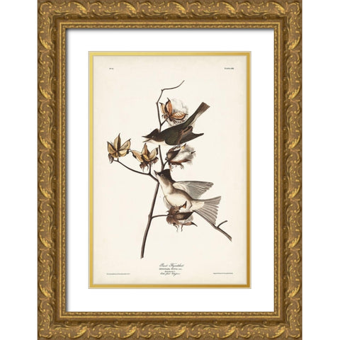 Pl. 120 Pewit Flycatcher Gold Ornate Wood Framed Art Print with Double Matting by Audubon, John James