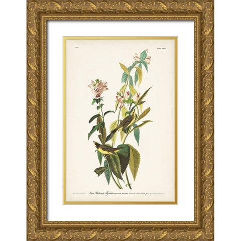 Pl. 124 Green Black-capt Flycatcher Gold Ornate Wood Framed Art Print with Double Matting by Audubon, John James