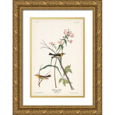 Pl. 135 Blackburnian Warbler Gold Ornate Wood Framed Art Print with Double Matting by Audubon, John James