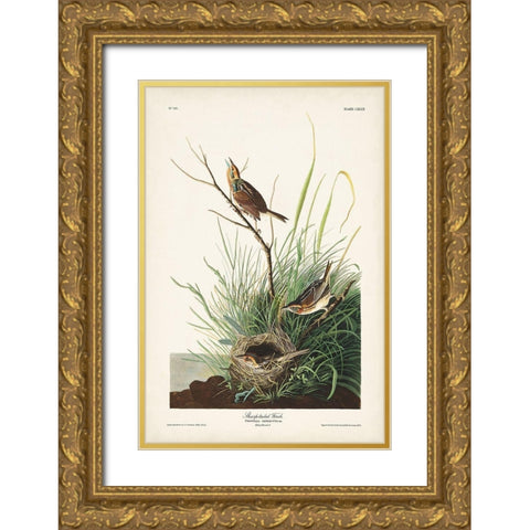 Pl. 149 Sharp-tailed Finch Gold Ornate Wood Framed Art Print with Double Matting by Audubon, John James