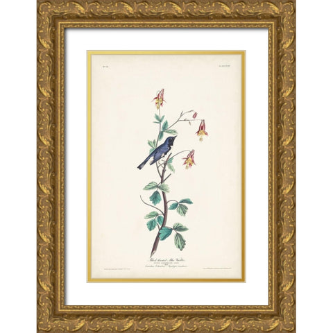 Pl. 155 Black-throated Blue Warbler Gold Ornate Wood Framed Art Print with Double Matting by Audubon, John James