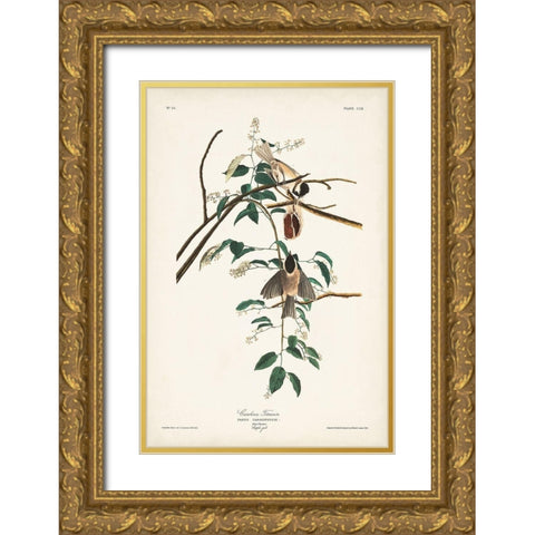 Pl. 160 Carolina Titmouse Gold Ornate Wood Framed Art Print with Double Matting by Audubon, John James