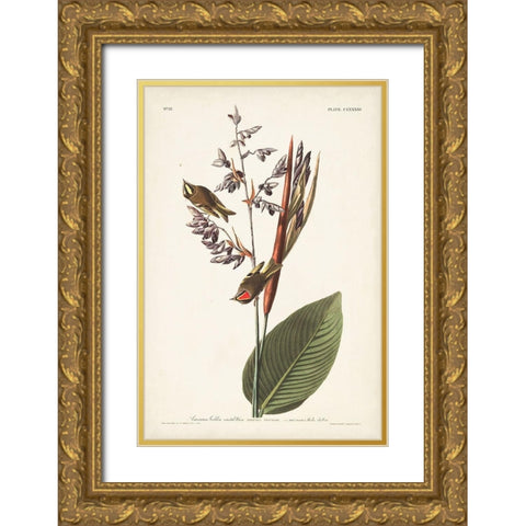 Pl. 183 American Golden-crested Wren Gold Ornate Wood Framed Art Print with Double Matting by Audubon, John James