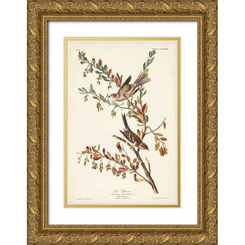 Pl. 188 Tree Sparrow Gold Ornate Wood Framed Art Print with Double Matting by Audubon, John James