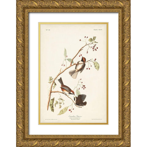 Pl. 194 Canadian Titmouse Gold Ornate Wood Framed Art Print with Double Matting by Audubon, John James