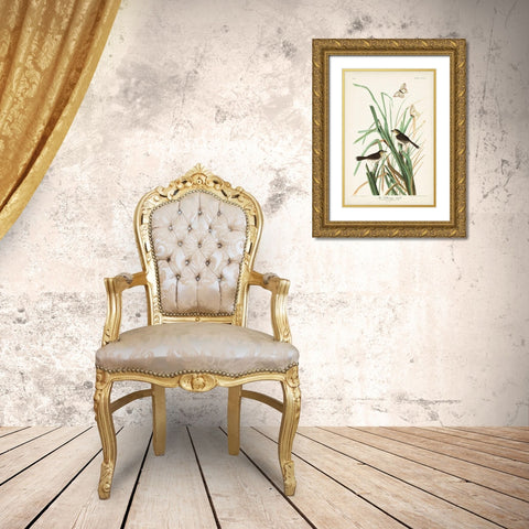 Pl. 355 Mac Gillivrays Finch Gold Ornate Wood Framed Art Print with Double Matting by Audubon, John James