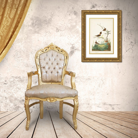 Pl. 360 Winter Wren Gold Ornate Wood Framed Art Print with Double Matting by Audubon, John James