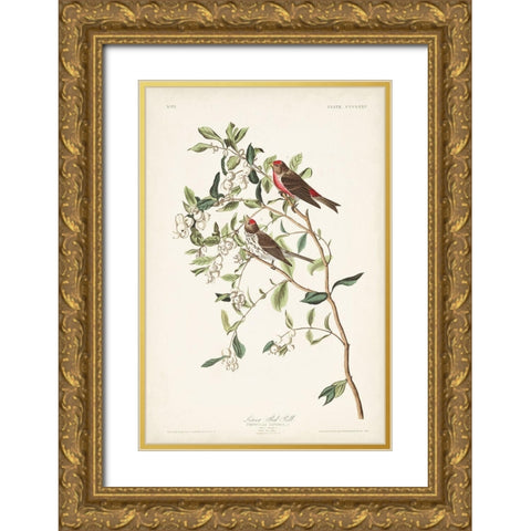 Pl. 375 Lesser Red Poll Gold Ornate Wood Framed Art Print with Double Matting by Audubon, John James