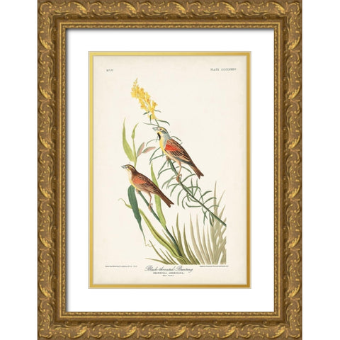 Pl. 384 Black-throated Bunting Gold Ornate Wood Framed Art Print with Double Matting by Audubon, John James