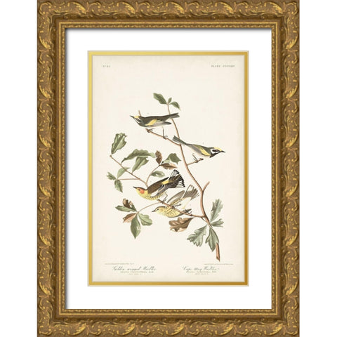 Pl. 414 Golden-winged Warbler Gold Ornate Wood Framed Art Print with Double Matting by Audubon, John James