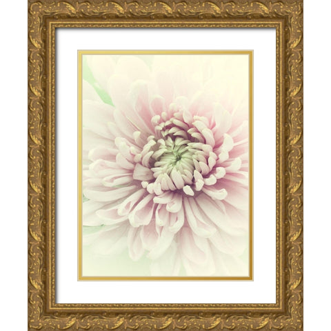 Flowers Aglow IV Gold Ornate Wood Framed Art Print with Double Matting by Stalus, Judy