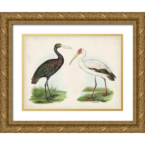 Antique Waterbirds I Gold Ornate Wood Framed Art Print with Double Matting by Unknown