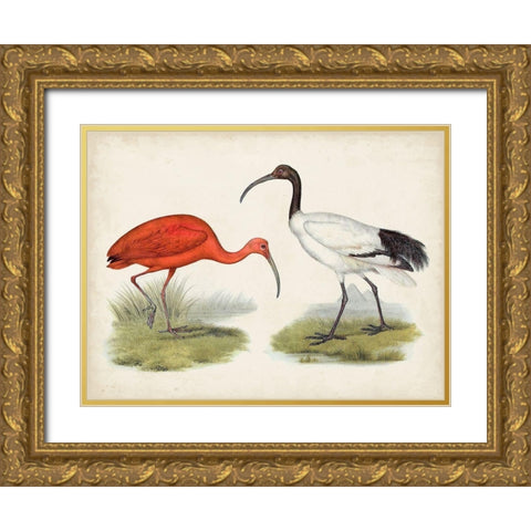 Antique Waterbirds II Gold Ornate Wood Framed Art Print with Double Matting by Unknown