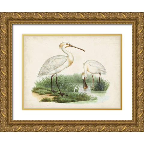 Antique Waterbirds III Gold Ornate Wood Framed Art Print with Double Matting by Unknown