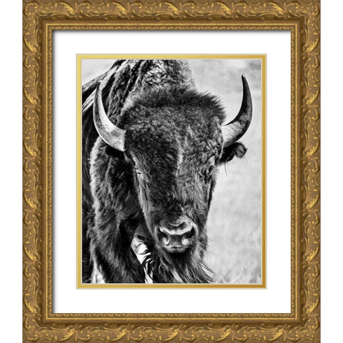 Buffalo Portrait Gold Ornate Wood Framed Art Print with Double Matting by PHBurchett
