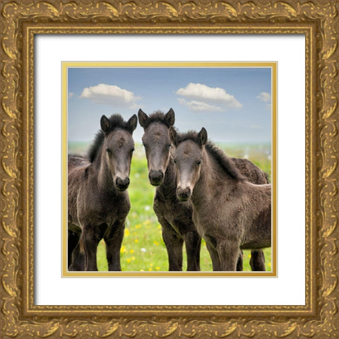 Collection of Horses IX Gold Ornate Wood Framed Art Print with Double Matting by PHBurchett