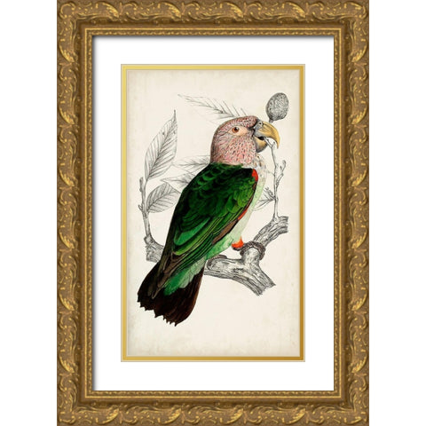 Antique Parrot Pair I Gold Ornate Wood Framed Art Print with Double Matting by Unknown