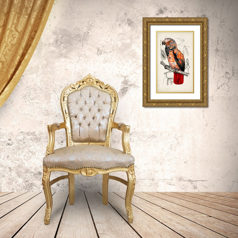 Antique Parrot Pair II Gold Ornate Wood Framed Art Print with Double Matting by Unknown