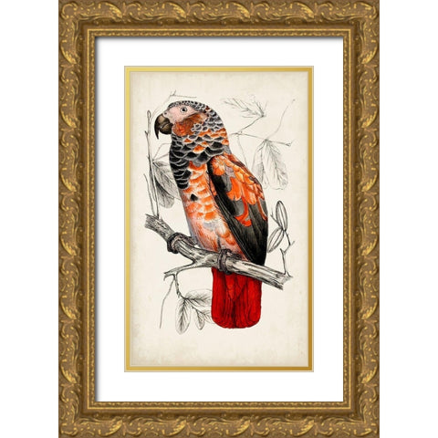 Antique Parrot Pair II Gold Ornate Wood Framed Art Print with Double Matting by Unknown