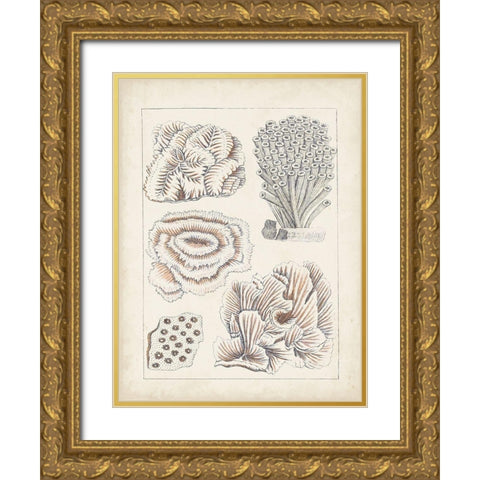 Antique White Coral I Gold Ornate Wood Framed Art Print with Double Matting by Vision Studio