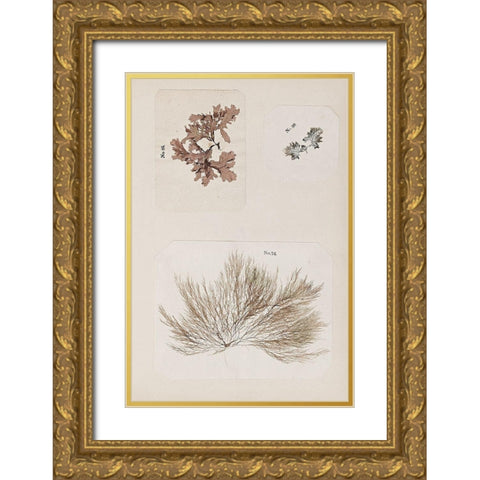 Coral Collage II Gold Ornate Wood Framed Art Print with Double Matting by Vision Studio