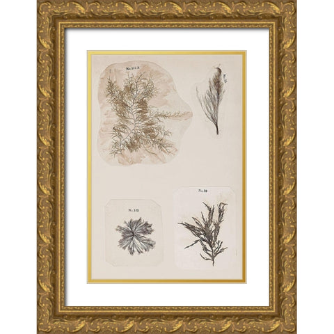 Coral Collage III Gold Ornate Wood Framed Art Print with Double Matting by Vision Studio