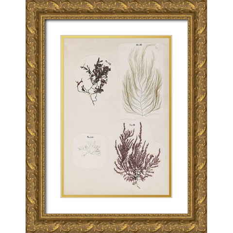 Coral Collage IV Gold Ornate Wood Framed Art Print with Double Matting by Vision Studio