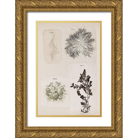 Coral Collage V Gold Ornate Wood Framed Art Print with Double Matting by Vision Studio