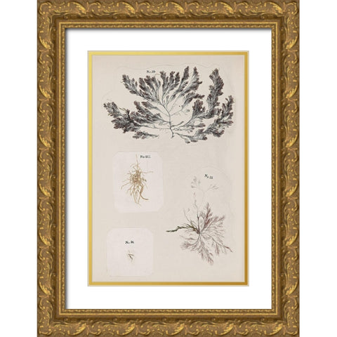 Coral Collage VI Gold Ornate Wood Framed Art Print with Double Matting by Vision Studio