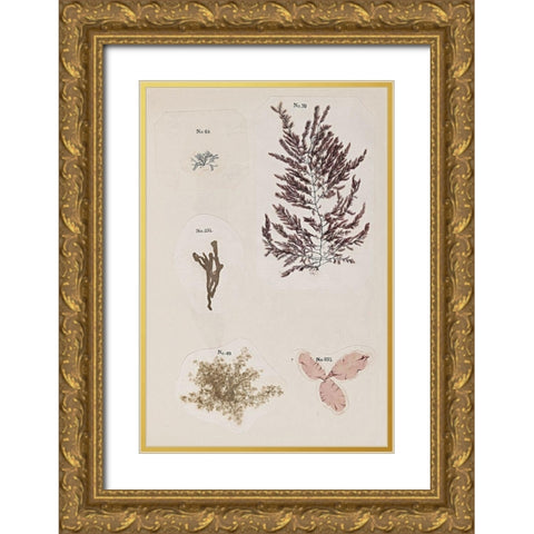 Coral Collage VII Gold Ornate Wood Framed Art Print with Double Matting by Vision Studio