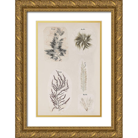 Coral Collage VIII Gold Ornate Wood Framed Art Print with Double Matting by Vision Studio