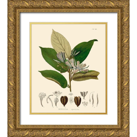 Luscious Leaves II Gold Ornate Wood Framed Art Print with Double Matting by Unknown