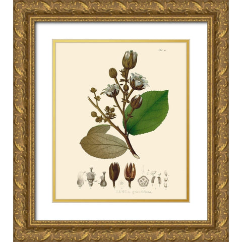 Luscious Leaves III Gold Ornate Wood Framed Art Print with Double Matting by Unknown