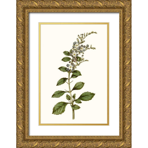 Soft Blue Botanicals I Gold Ornate Wood Framed Art Print with Double Matting by Curtis