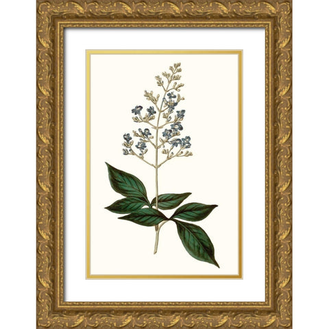 Soft Blue Botanicals IV Gold Ornate Wood Framed Art Print with Double Matting by Curtis