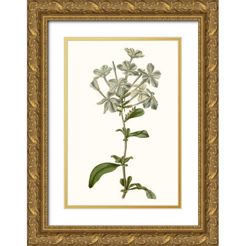 Soft Blue Botanicals VII Gold Ornate Wood Framed Art Print with Double Matting by Curtis
